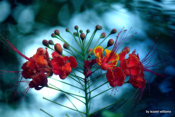 Joy Now and Here by iezalel williams IMG_3307-002 - image #462075 gratis